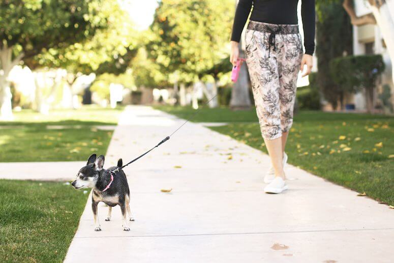 walking the dog outside working from home tips